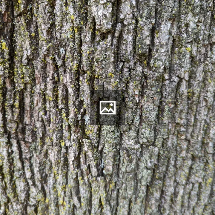 Tree Bark with Moss