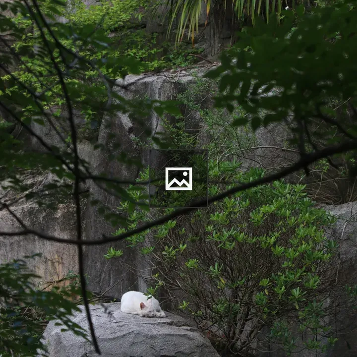 Cat sleeping on rock in forest