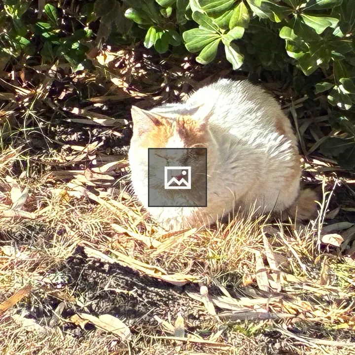 Fluffy white cat with orange patches