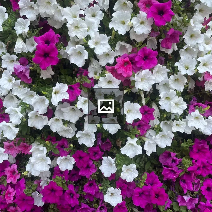 Petunia Flowers in Bloom