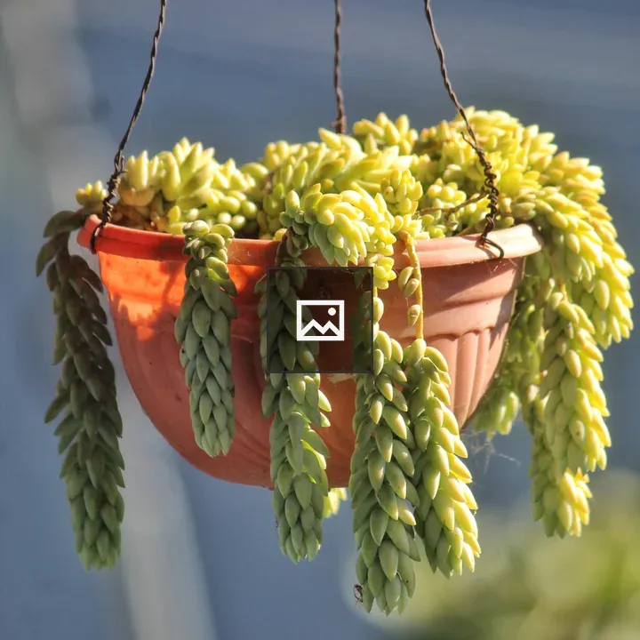 Hanging terracotta pot with succulent plants