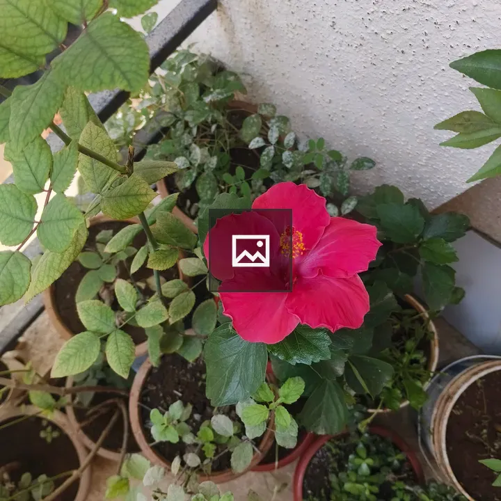 Hibiscus in Full Bloom