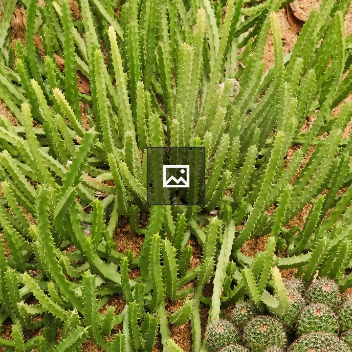 Green cacti in sandy garden