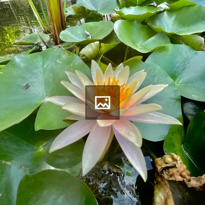 Water lily flower and leaf