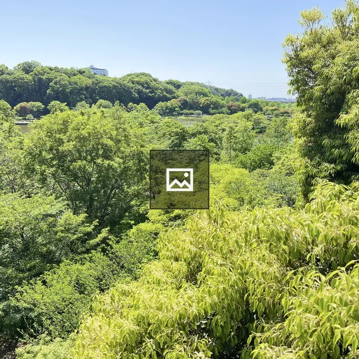 Forest canopy with blue sky