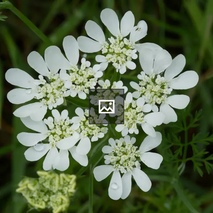 Orlaya Grandiflora in Bloom