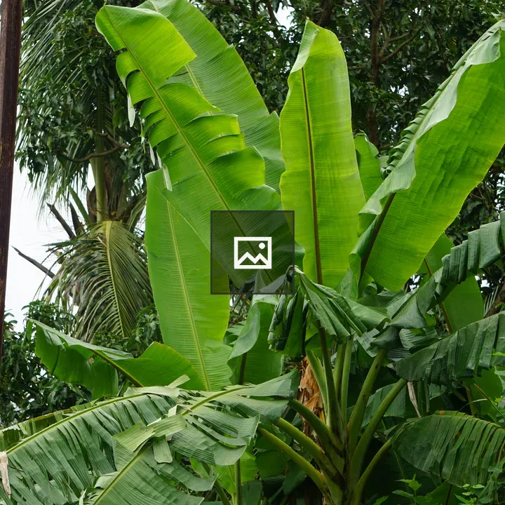 Dense cluster of banana leaves