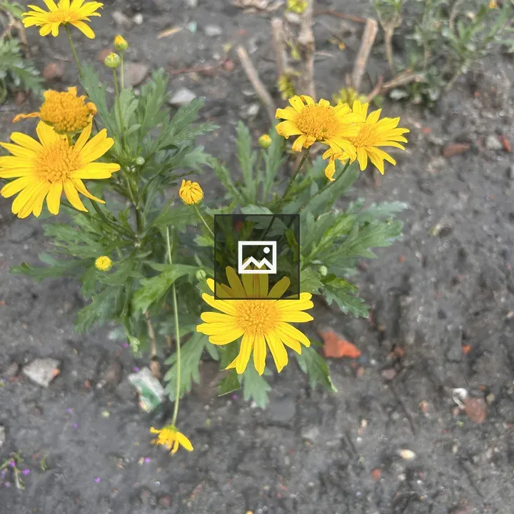 Yellow daisies in garden