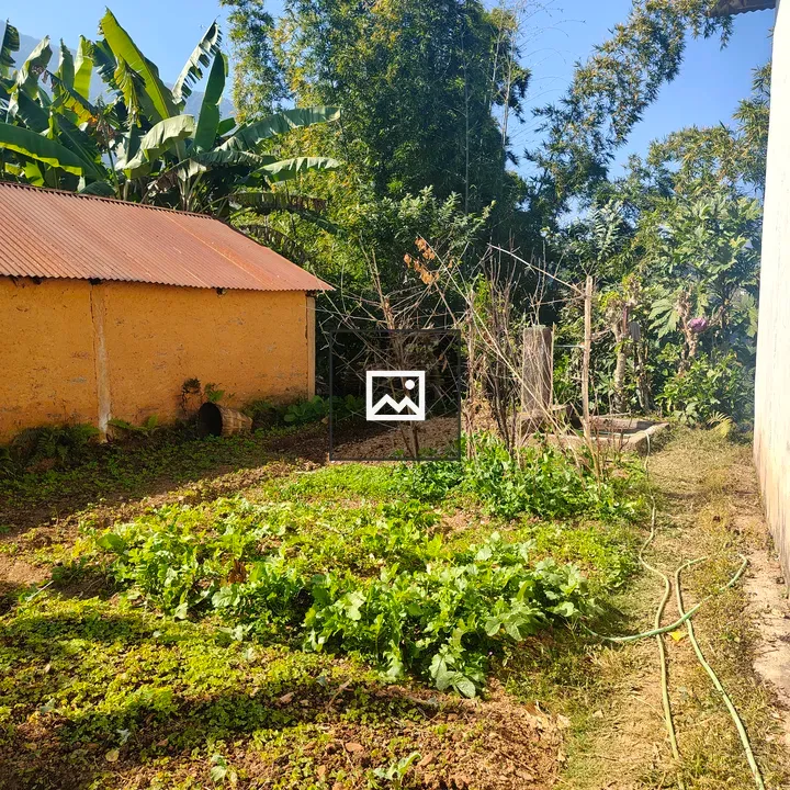 Sunny garden with leafy greens