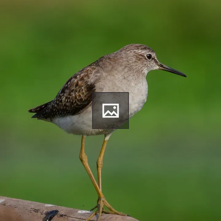 Wood Sandpiper on Bamboo Perch