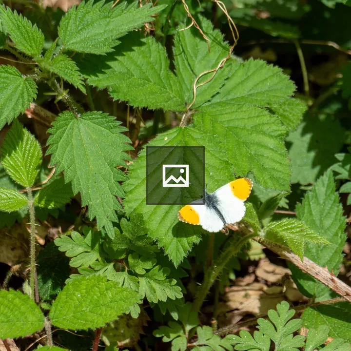 Orange tip butterfly on leaf