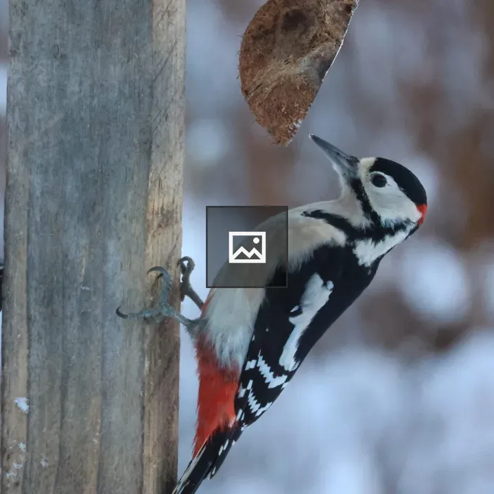 Greater Spotted Woodpecker