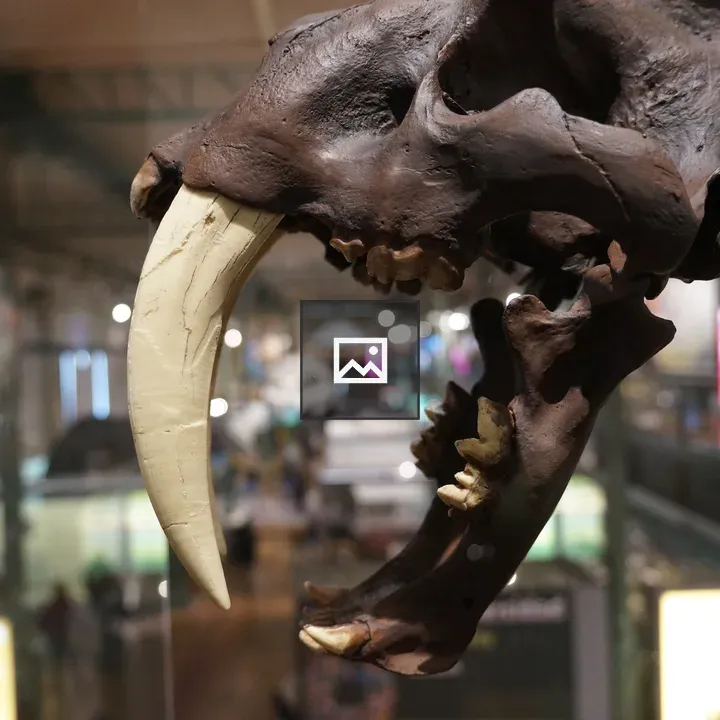 Smilodon at Madrid Museum