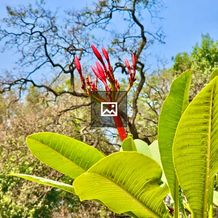 Red Plumeria Buds and Leaves