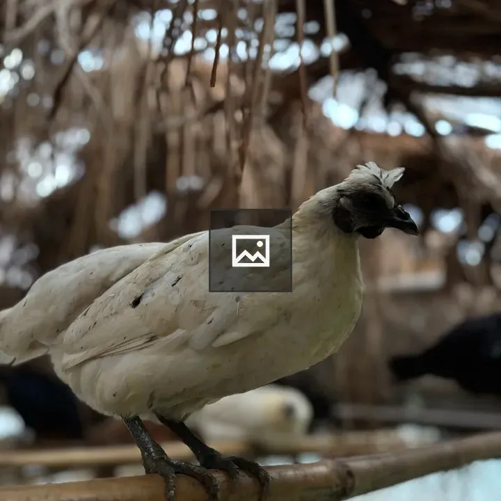 White-feathered Chicken on Bamboo