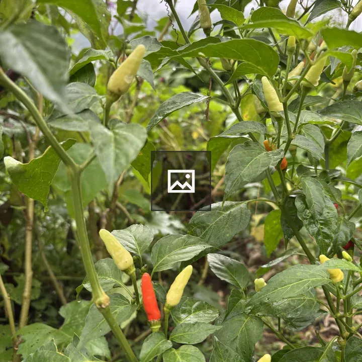 Chili Pepper Plant with Ripe Fruit