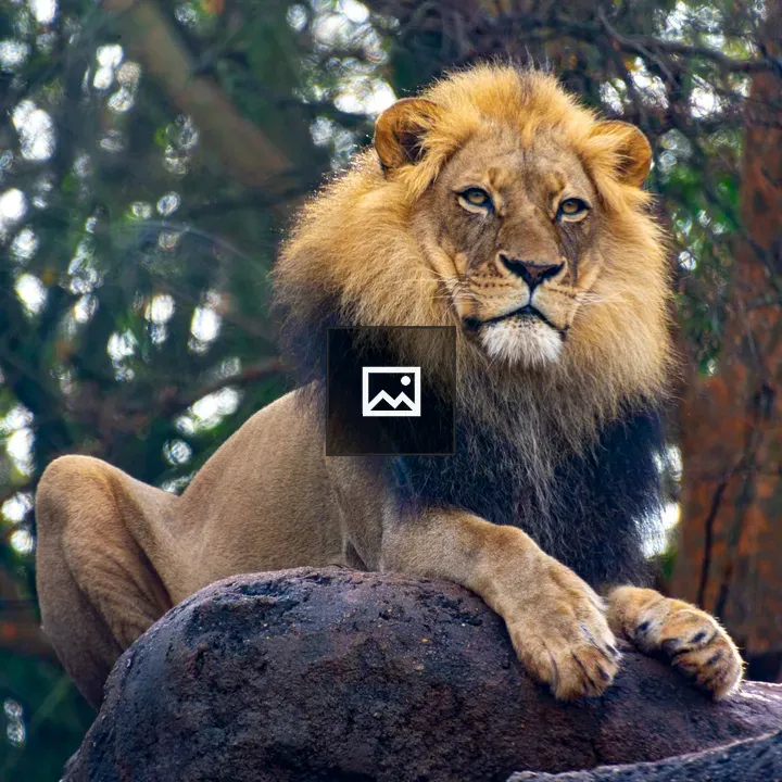 Male lion on a rock