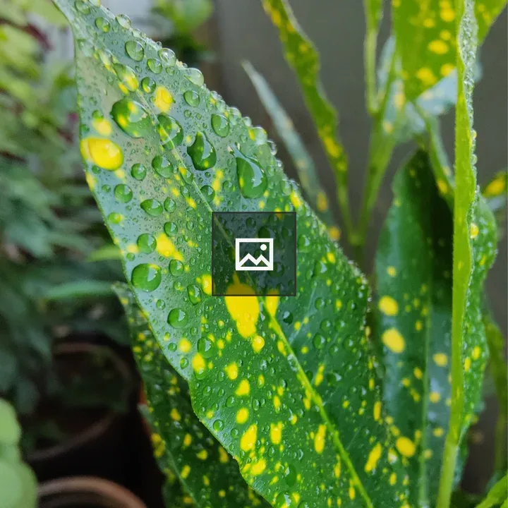 Green leaf with water droplets