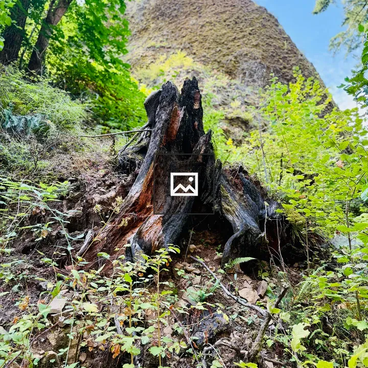 Burnt tree stump in green foliage