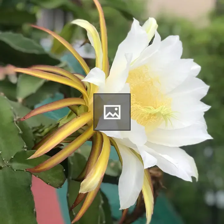 Dragon fruit flower buds