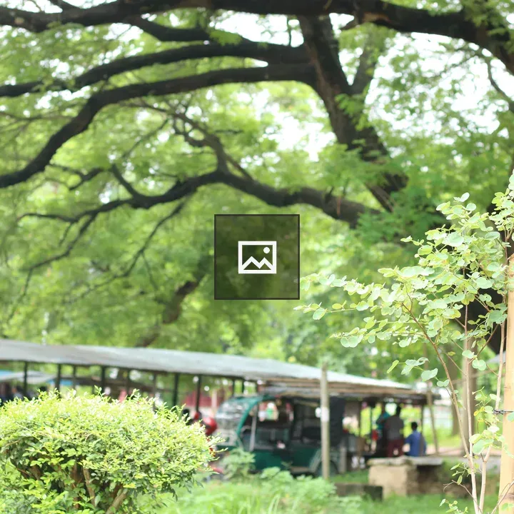 Green Tree Branch with Foliage