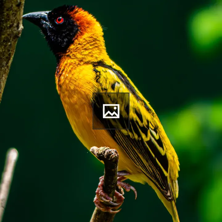 Male Black-headed Weaver