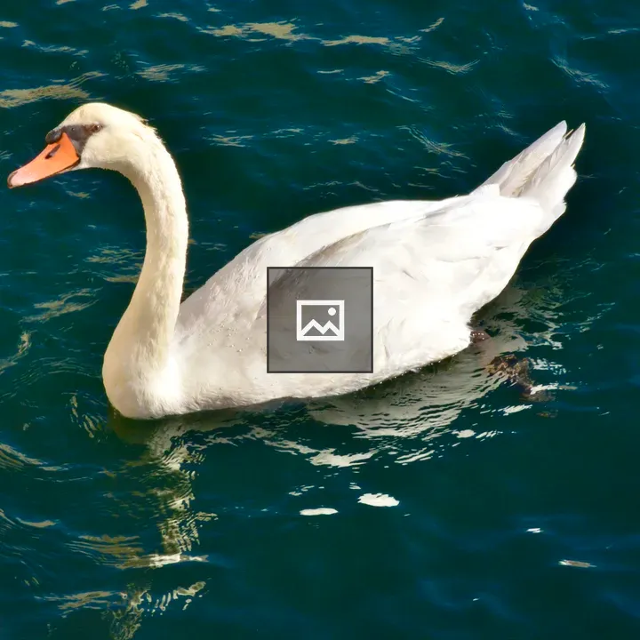 Mute swan in Croatia