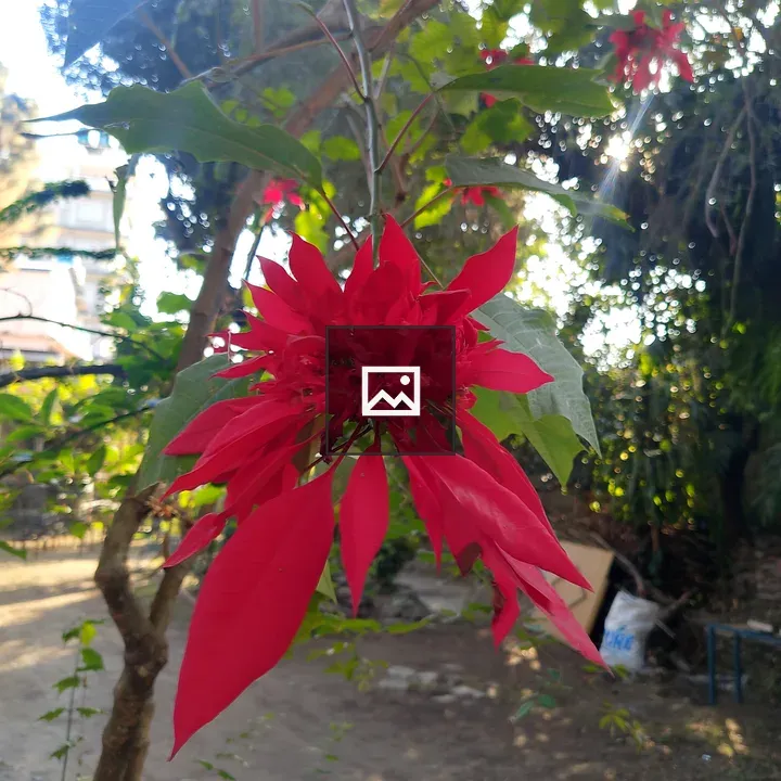 Red flower with green leaves