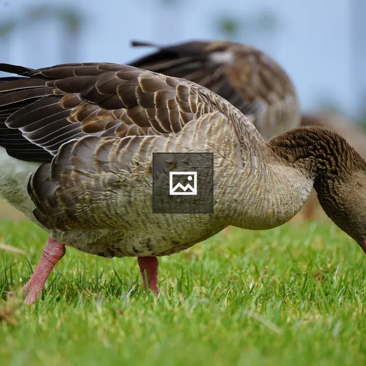 Brown and white goose grazing