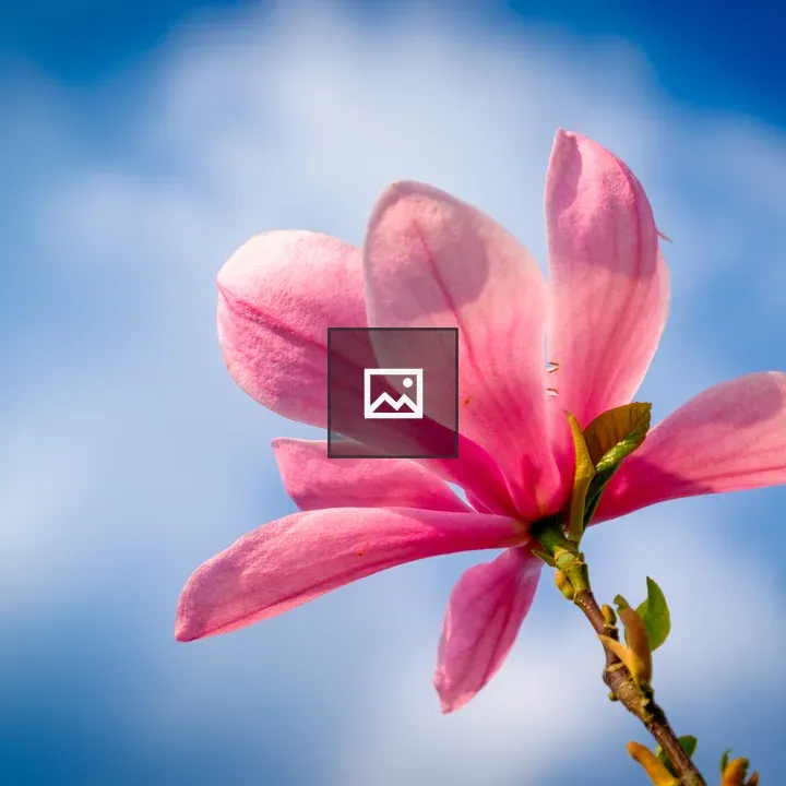 Magnolia Flower Against Sky