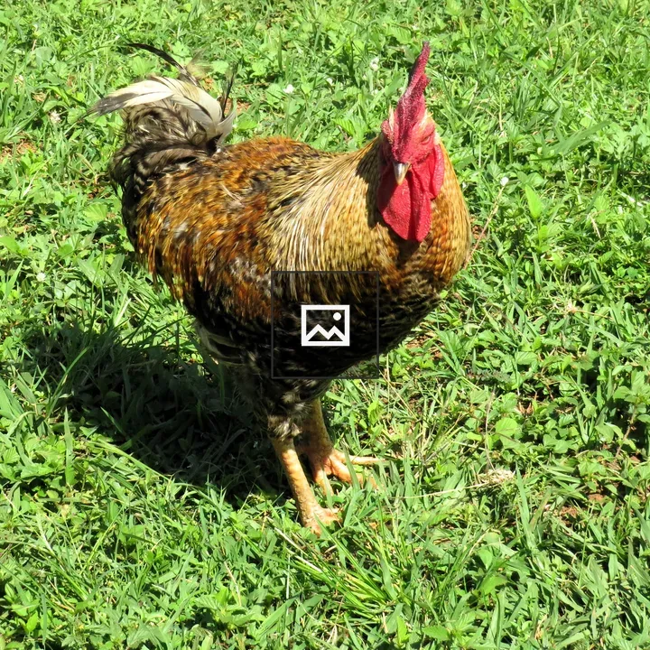 Rooster in Bright Green Grass