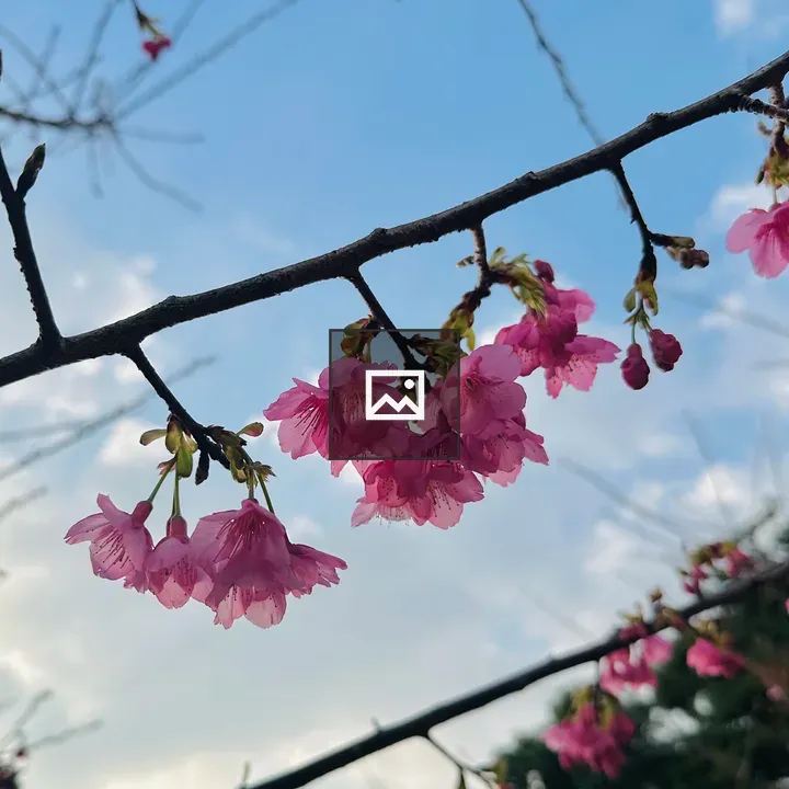 Dark pink cherry blossoms