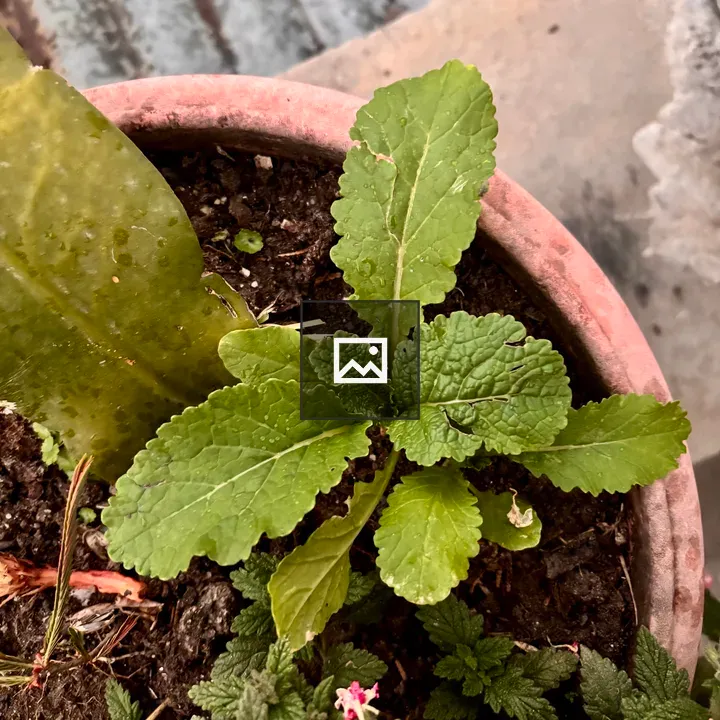 Small potted plant with broad green leaves