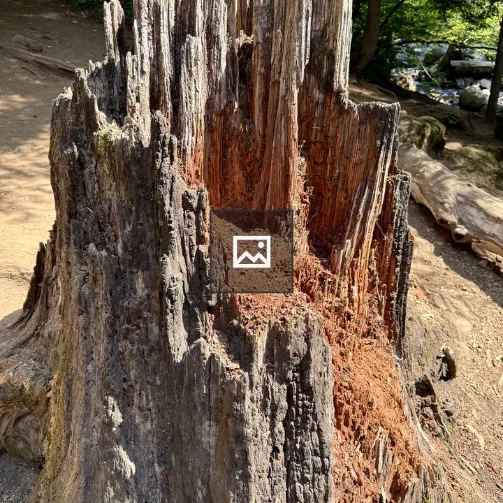 Tree stump in sunlit forest