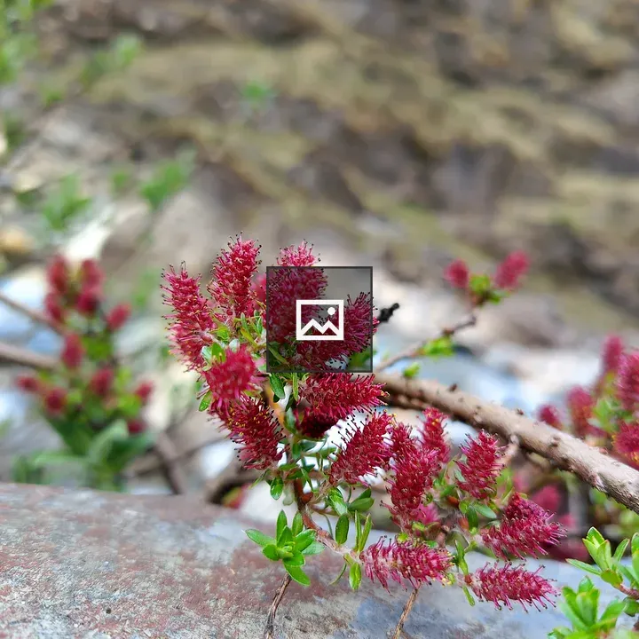 Red bottlebrush flowers on branch