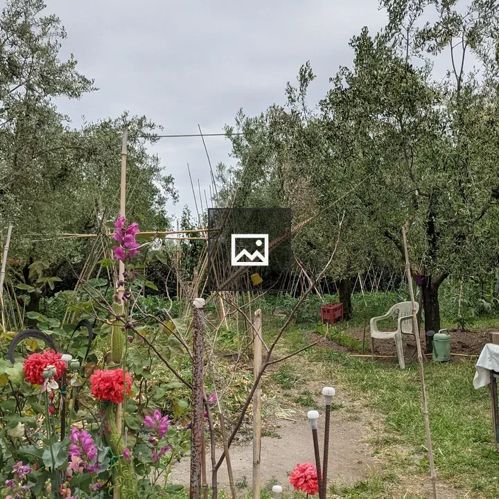 Garden flowers with stakes