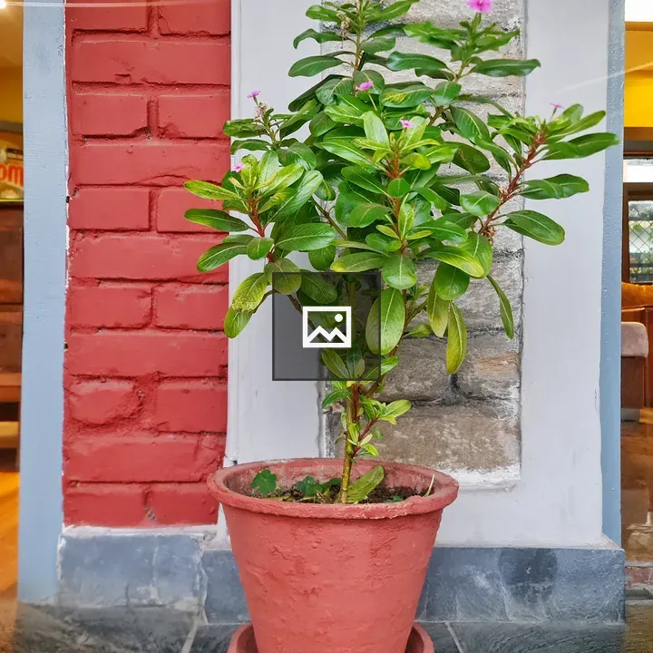 Potted plant