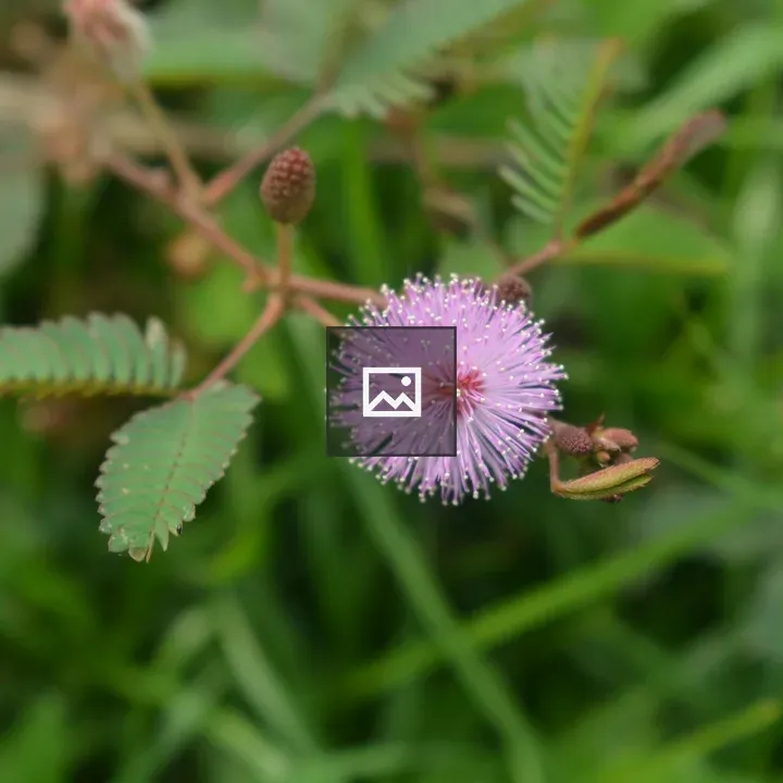 Shy Flower in Outdoor Scene