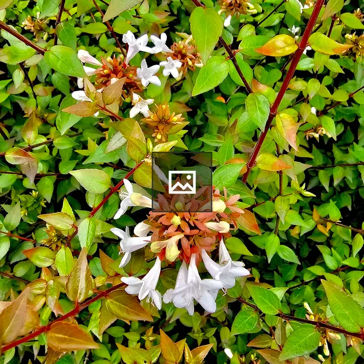 Linnaea × grandiflora flowers