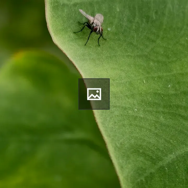 Small grey fly on green leaf