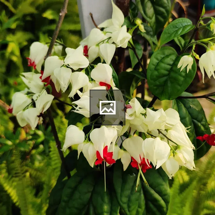 Tropical Bleeding Heart Flower
