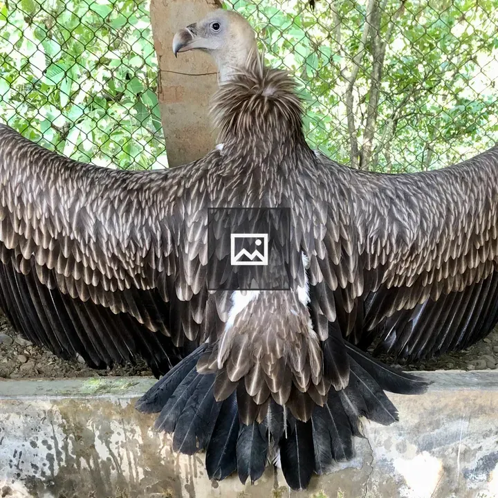 Bird with Broad Wings Displaying Feathers