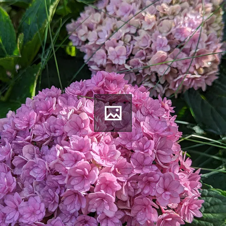 Pink and blue hydrangea flowers