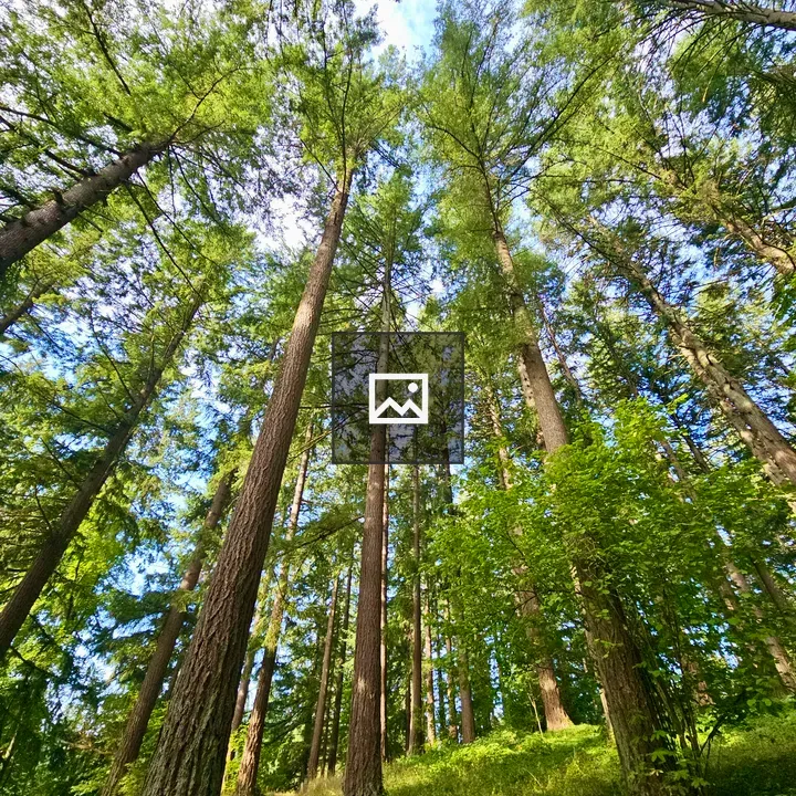 Redwood Deck and Grove Trail