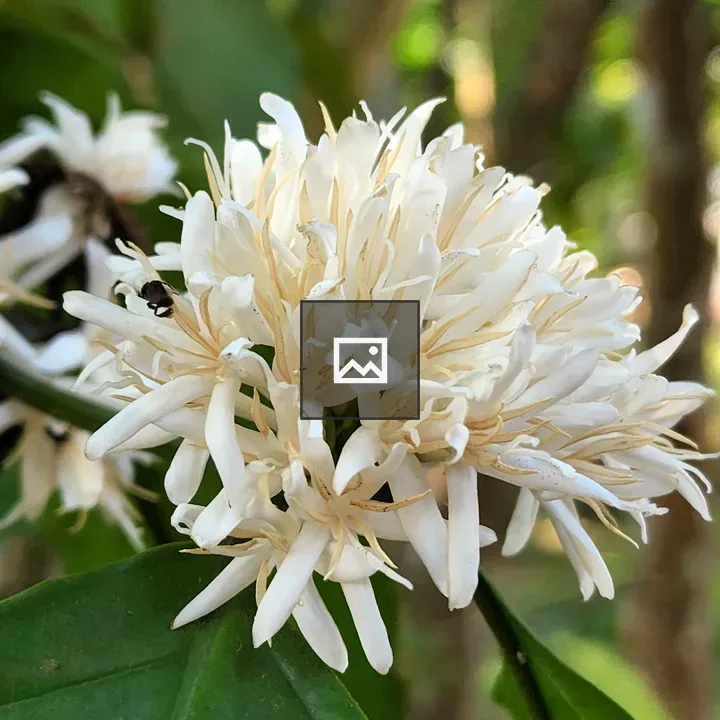 White Flower of the Coffee Tree