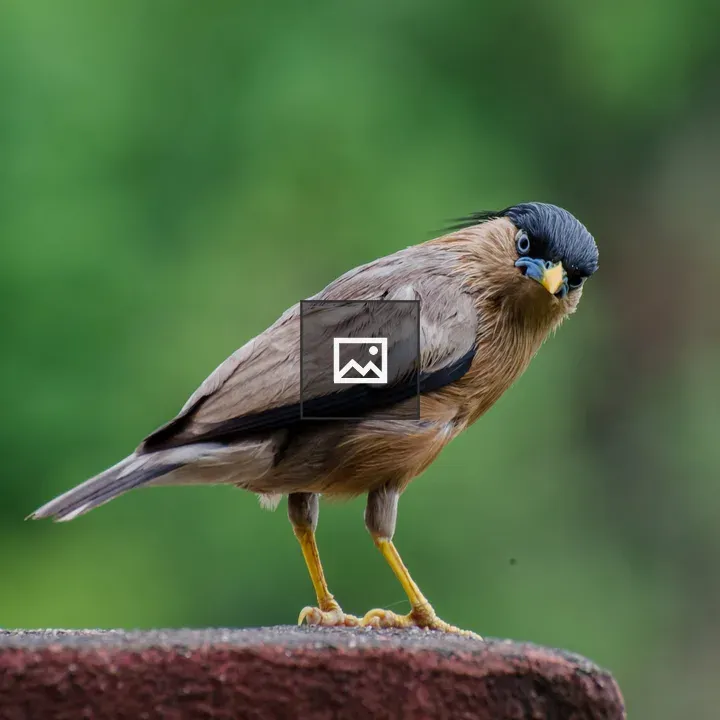 Brahminy Starling on Stone