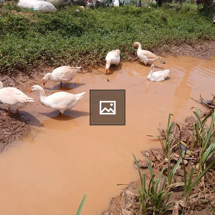Group of white geese in shallow water
