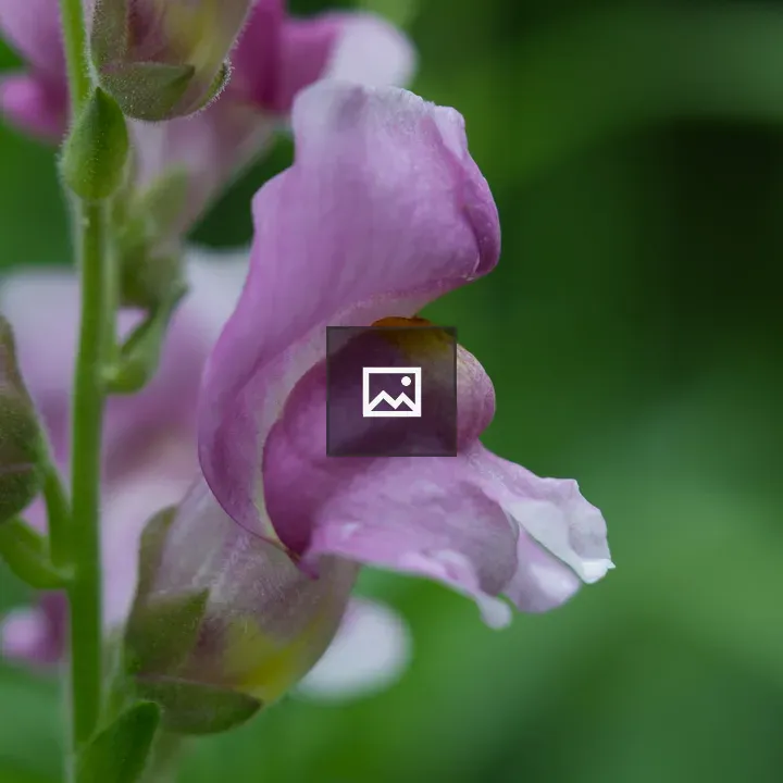 Snapdragon Flower Close-Up