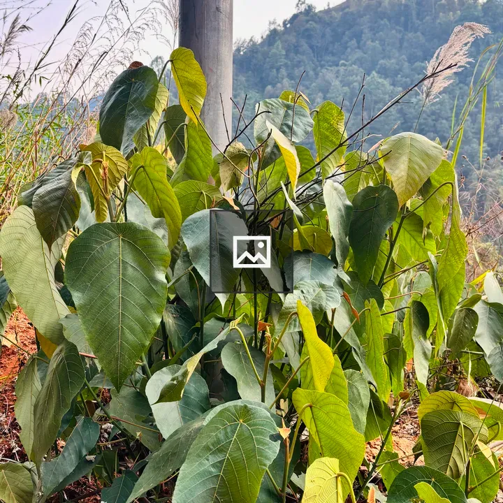 Leaves and Metal Pole Close-Up