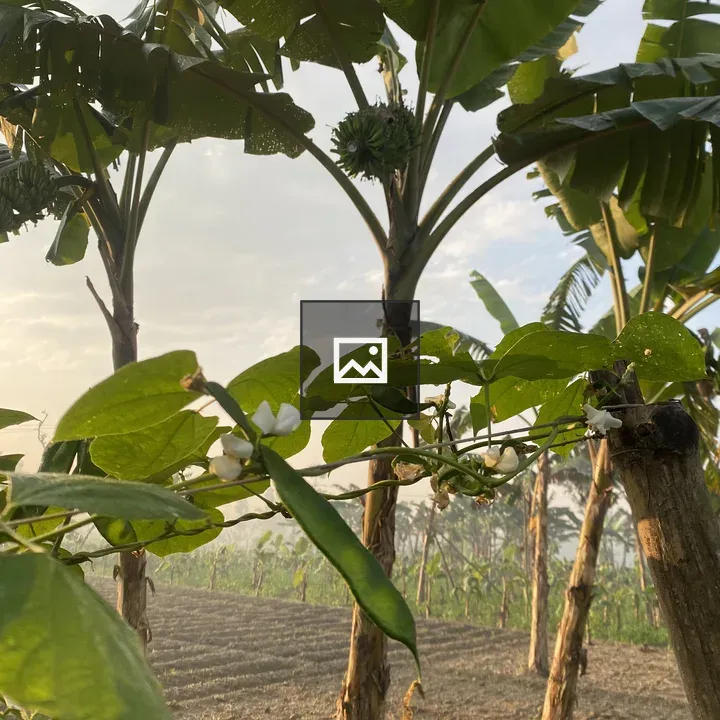 Banana grove with vines and foliage